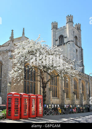 Straße von Cambridge mit vier Telefonzellen, einem blühenden Baum und eine Kirche im Hintergrund Stockfoto