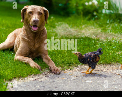 Jagdhund mit Wyandotte Küken Stockfoto