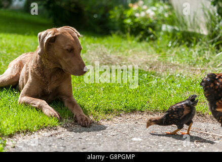 Jagdhund mit Wyandotte Küken Stockfoto