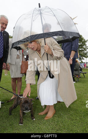 Die Herzogin von Cornwall streichelt einen Hund wie sie die 154. Royal Norfolk Show in Norwich, Norfolk besucht. Stockfoto