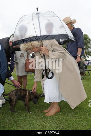 Die Herzogin von Cornwall streichelt einen Hund wie sie die 154. Royal Norfolk Show in Norwich, Norfolk besucht. Stockfoto