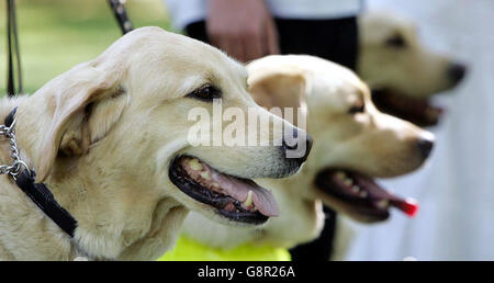 Tiere Blind 2 Stockfoto