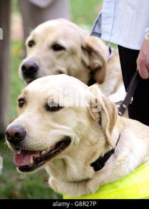 Der vierjährige labrador, Timber, Führerhund von Arthur Griffiths aus Crewe, posiert, nachdem er zum "heldenhaften Gude-Hund des Jahres" gekrönt wurde, weil er seinen Besitzer vor schweren Verletzungen gerettet hat; Während der zweijährige Eamon aus Loghgelly vorne am Donnerstag, den 8. September 2005, den Titel "Life Changing Guide Dog of the Year" gewann, nachdem er sich gegenüber seinem Besitzer, dem 19-jährigen Stuart Beveridge, im Kennel Club im Zentrum von London stark verändert hatte. Siehe PA-Geschichte TIERE Blind. DRÜCKEN SIE VERBANDSFOTO. Bildnachweis sollte lauten: Jane Mingay/PA. Stockfoto