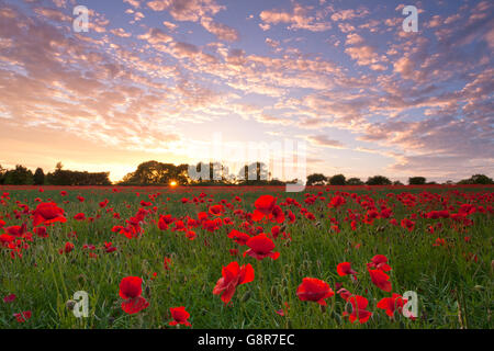 Bereich der Mohn bei Sonnenuntergang mit Makrele Wolken und Bäume am Horizont. Die Mohnblumen sind hintergrundbeleuchtet als letzter die Sonne lugt durch die Stockfoto