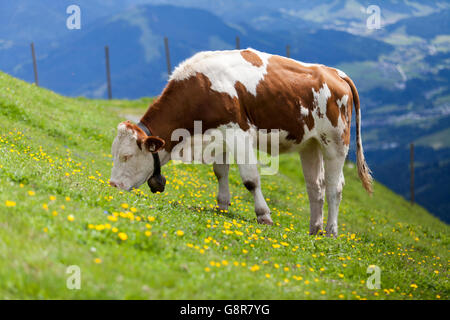 Braune und weiße Kuh in Alm am Kitzbüheler Horn, in der Nähe von Kitzbühel in Tirol. Die Rinder-Glocke ist traditionell Stockfoto