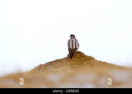 Gerfalke / Gerfalcon (Falco Rusticolus) im Winter, Island Stockfoto