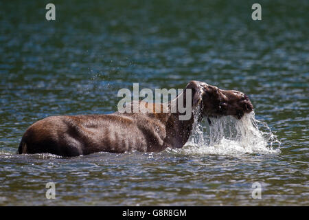 Elch (Alces Alces) Kuh auftauchen nach der Fütterung auf Unterwasser Vegetation in See Stockfoto