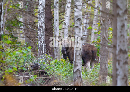 Junge Elche Stier (Alces Alces) im Birkenwald im Herbst, Scandinavia Stockfoto