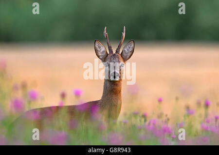 Europäische Rehe (Capreolus Capreolus) Bock unter Wildblumen in Ackerland im Sommer Stockfoto