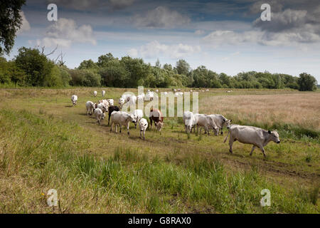 Britische weiße Rinder Stockfoto