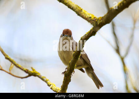 Mönchsgrasmücke Sylvia Atricapilla Erwachsenfrau thront in einem Baum Stockfoto