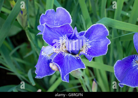 Iris Sibirica Silber Rand Blüte im Juni Stockfoto