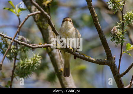 Gemeinsame Chifchaff Phylloscopus Collybita Männchen thront im Baum singen Stockfoto