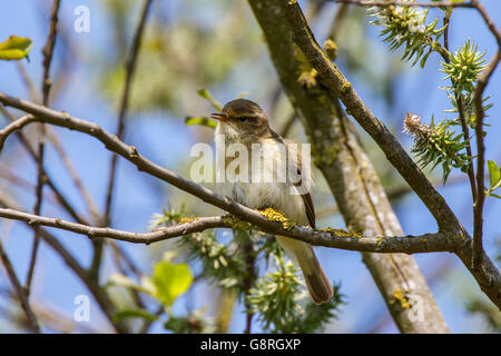 Gemeinsame Chifchaff Phylloscopus Collybita Männchen thront im Baum singen Stockfoto