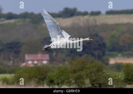 Höckerschwan Cygnus Olor Männchen im Flug Stockfoto