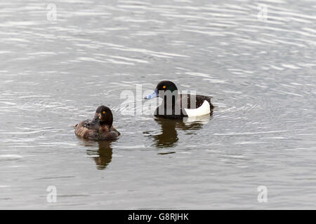 Reiherenten Aythya Fuligula Erwachsenen paar schwimmen Stockfoto