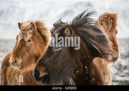 Pferde, Island Stockfoto