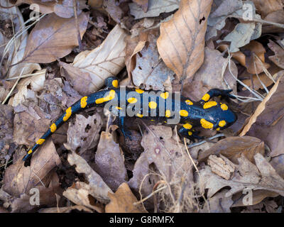 Feuer Salamander (Salamandra Salamandra) auf einem Waldboden im zeitigen Frühjahr, Karpaten, Slowakei Stockfoto