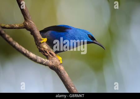 Glänzender Kleidervogel (Cyanerpes Lucidus), Puerto Viejo de Sarapiqui, Costa Rica Stockfoto