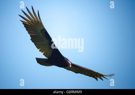 Türkei-Geier (Cathartes Aura) fliegen, Costa Rica Stockfoto