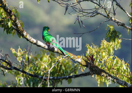 Resplendent Quetzal (Pharomachrus Mocinno), Las Tablas geschützte Zone, Costa Rica Stockfoto