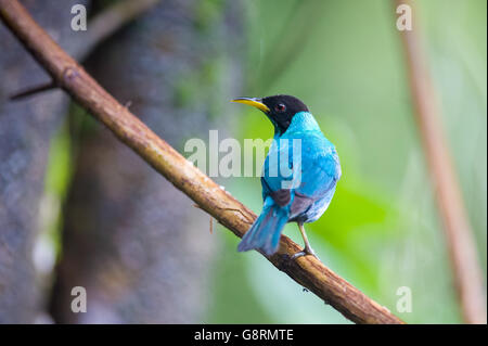 Grüne Kleidervogel (Chlorophanes Spiza) - männliche, Puerto Viejo de Sarapiqui, Heredia, Costa Rica Stockfoto