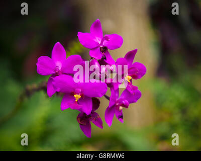 Violette Spathoglottis Plicata Orchidee in einem Garten, Singapur Stockfoto