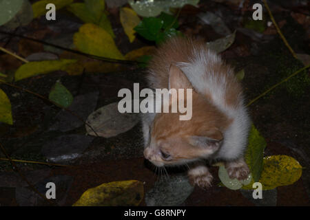 süße kleine Kitty Katze Foto Stockfoto