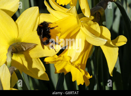 Eine Biene auf einer Blume bei sonnigem Wetter im Alnwick Castle in Northumberland. Stockfoto