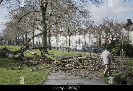 Gesamtansicht eines großen Baumes, der von den starken Winden im Ruskin Park, London, überwehen wurde. Stockfoto