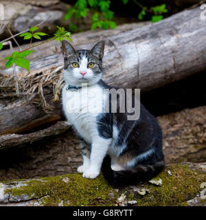 Katze Stockfoto