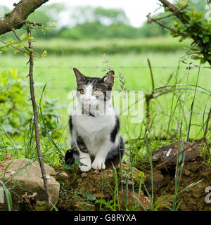 Katze sitzt im Rasen Stockfoto