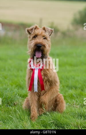 gewinnende Hund bei einer show Stockfoto