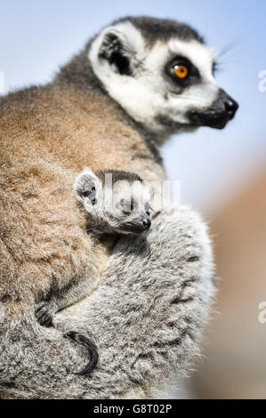 Einer von zwei neugeborenen Ringschwanzmaki-Zwillingen klammert sich an seine Mutter im Bristol Zoo Wild Place, wo drei neue Babys in die Gruppe aufgenommen wurden. Stockfoto