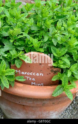 Marokkanische Minze Mentha Spicata wächst in einem Terrakotta-Topf Stockfoto