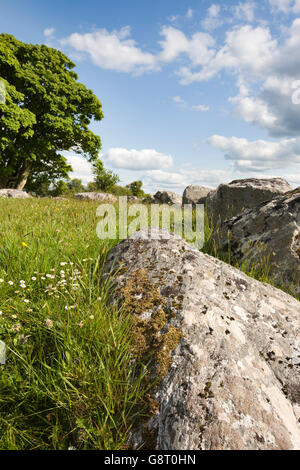 Irland, Co. Sligo, Carrowmore Megalith Friedhof, wilde Blumen wächst um grobe Steinkreis Stockfoto