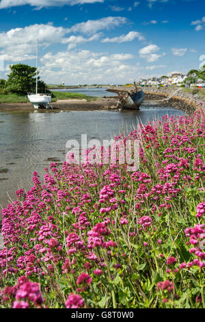 Irland, Co. Sligo, Rosses Point, Lockaan Bay, lila Baldrian wächst wild auf Wasser Stockfoto