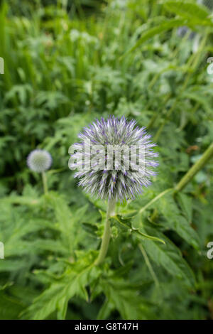 Globe thistle Stockfoto