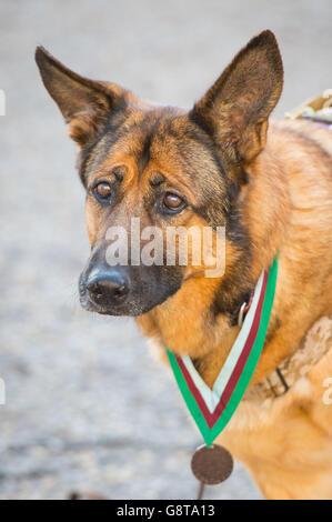 Die pensionierte US Marine Corps Hündin Lucca, nachdem sie bei einer Zeremonie in der Wellington Barracks in London mit der PDSA Dickin Medal - dem Tieräquivalent des Victoria Cross - ausgezeichnet wurde. Stockfoto