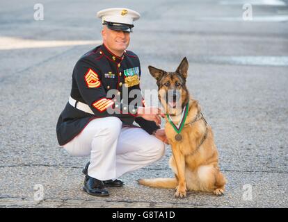 Der pensionierte US Marine Corps Hund Lucca mit ihrem Besitzer Gunnery Sergeant Chris Willingham, nachdem sie bei einer Zeremonie in der Wellington Barracks in London mit der PDSA Dickin Medal - dem Tieräquivalent des Victoria Cross - ausgezeichnet wurde. Stockfoto