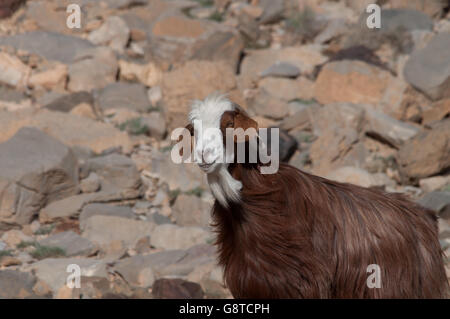 Ziegenbock mit langen braunen Fell, weißes Gesicht und Bart In den Wüsten von Oman Stockfoto