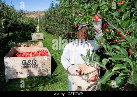 Arbeiter ernten Äpfel an G & G Obstgärten in Yakima, Washington. Der Obstgarten ist im Besitz von Rene und Carmen Garcia, die ihre Karriere als Außendienstmitarbeiter vor mehr als 30 Jahren begann und jetzt haben die Züchter nur Hispanic-prozentige Packer Betrieb in der Nation. Stockfoto