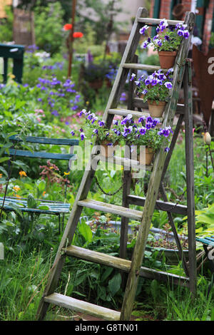 Stiefmütterchen Blüten geschmückt auf einer alten Holztreppe im Garten Stockfoto