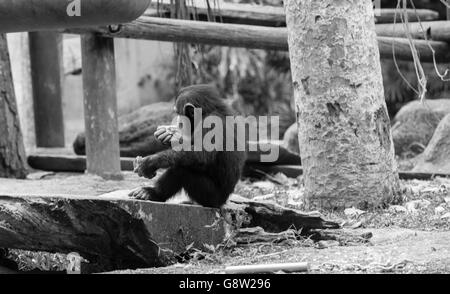 Seitenansicht von Baby Schimpansen sitzen und Essen Stockfoto