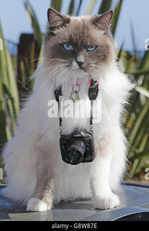 Ragdoll Katze Stockfoto
