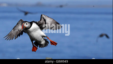 Papageitaucher treffen auf den Farne-Inseln vor der Küste von Northumberland auf die Vögel von Shags und Guillemot, um die Panierzeit zu beginnen. Stockfoto