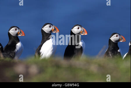 Vögel auf Farne Islands Stockfoto