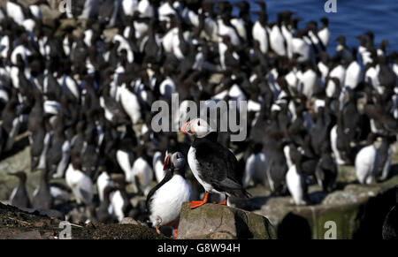 Papageitaucher treffen auf den Farne-Inseln vor der Küste von Northumberland auf die Vögel von Shags und Guillemot, um die Panierzeit zu beginnen. Stockfoto