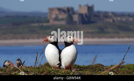 Papageitaucher treffen auf den Farne-Inseln vor der Küste von Northumberland auf die Vögel von Shags und Guillemot, um die Panierzeit zu beginnen. Stockfoto