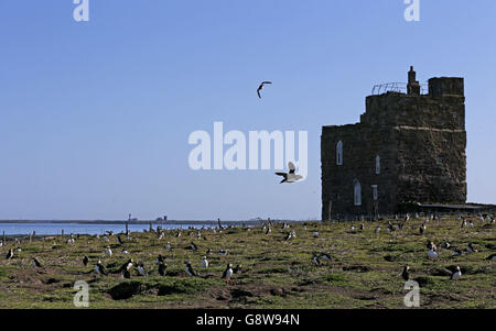 Papageitaucher treffen auf den Farne-Inseln vor der Küste von Northumberland auf die Vögel von Shags und Guillemot, um die Panierzeit zu beginnen. Stockfoto